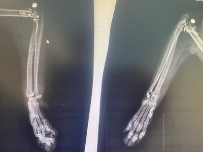 Η ακτινογραφία της γάτας που δέχτηκε πυρ...