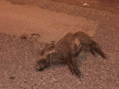 Αγρίνιο: Νεκρό αγριογούρουνο στη μέση του δρόμου