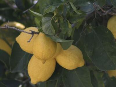 Κορινθία: Ανήλικος είχε κλέψει 10 τόνους...