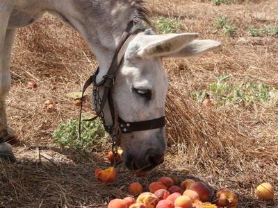 Ηλεία: Πυροβόλησε και σκότωσε το γαίδουράκι