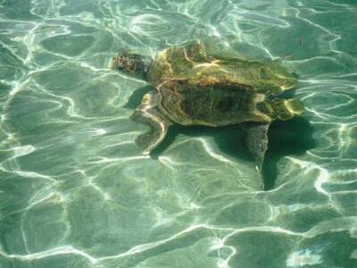 Στο Γέρακα Ζακύνθου η πρώτη φωλιά καρέτα...