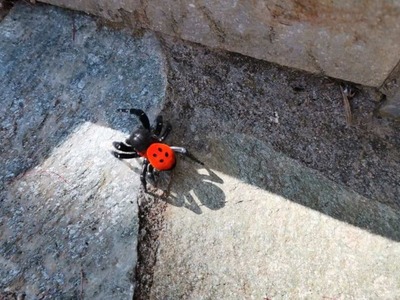 Αγρίνιο: H σπάνια αράχνη – πασχαλίτσα βρ...
