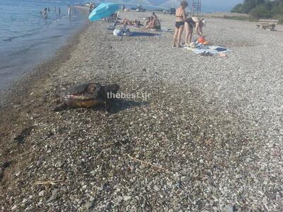  Πάτρα: Μια νεκρή θαλάσσια χελώνα στις Δ...