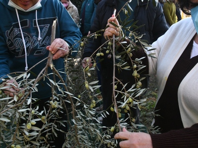 Τα παιδιά των ΚΔΑΠ ΑΜΕΑ του Δήμου μάζεψαν ελιές 