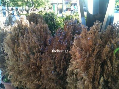 Πάτρα: Νεκρή φύση ως διάκοσμος στην πλατ...