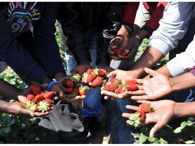 Αυξήθηκαν τα καλλιεργήσιμα στρέμματα φρά...