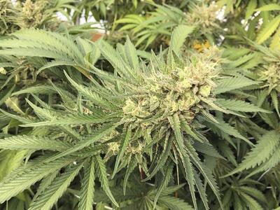 Μάλτα: Νόμιμη η καλλιέργεια και κατοχή κ...