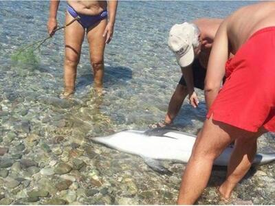 Αίγιο: Ενα μικρό δελφίνι ξεβράστηκε νεκρ...