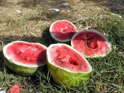 Τι καρπούζι... τι Viagra...