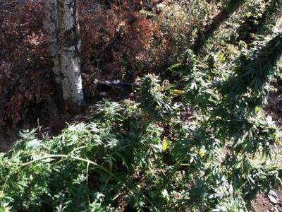 Πάτρα - Πιτίτσα: Καταδίωκαν τους καλλιερ...