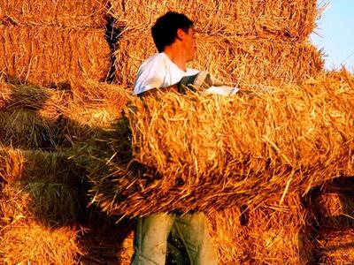 Οι Ηλείοι επιστρέφουν στη γεωργία - Προϋ...