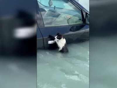 Ντουμπάι: Γάτα «ναυαγός» παλεύει να σωθε...