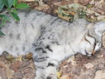 Αίγιο: Δηλητηρίασαν 7 γατάκια στην Καλλιθέα