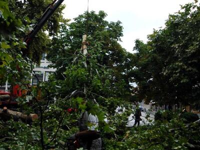 Πάτρα: Κλαδεύει τα δένδρα στον Άγιο Νεκτ...