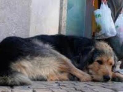 Αυτόφωρο για όποιον βασανίζει τα ζώα με ...