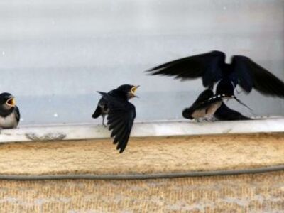 Μάρτη μου καλέ, και Φλεβάρη φοβερέ