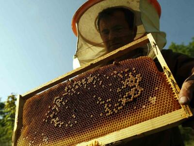 Ευεργετικό το μέλι για τον ανθρώπινο οργ...