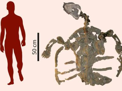 Ανακαλύφθηκε η αρχαιότερη θαλάσσια χελών...