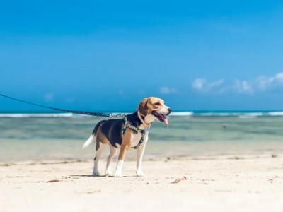 Θάλασσα με τον σκύλο σου; Τι επιτρέπεται...