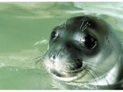 Σάμος - Μία μικρή χαριτωμένη φώκια μονάχ...