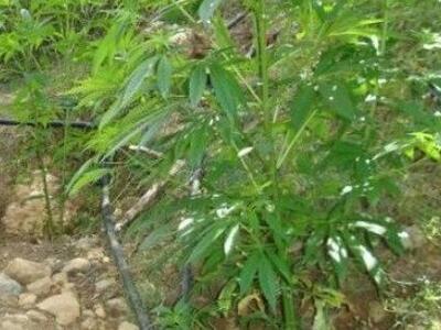 Ακράτα: Ένας 48χρονος με χασις στο σπίτι...