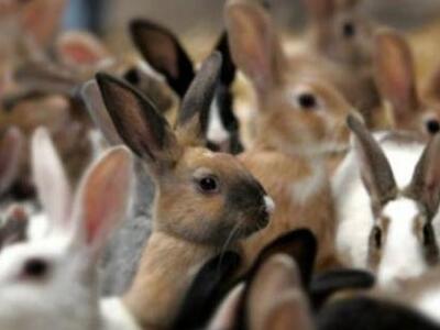  Γαστούνη: Έκλεψαν 25 κουνέλια και πέντε χήνες