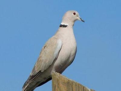 O άνθρωπος που έγινε περιστέρι για 15 μέρες