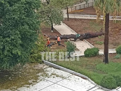 Πάτρα: Κόβουν την κουκουναριά που έπεσε ...