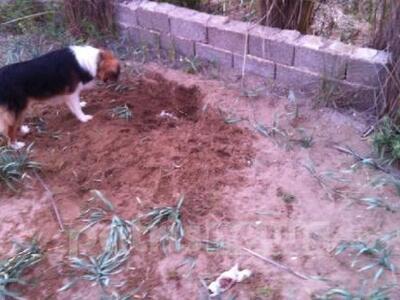 ΦΡΙΚΗ! Ασυνείδητος στην Ηλεία έθαψε ζωντ...