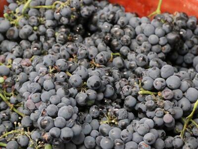 Ρεσβερατρόλη: Η «μαγική» χημική ουσία «φ...