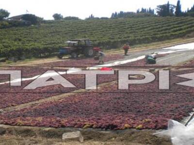 Αμαλιάδα: Ξεκίνησε ο τρύγος με μειωμένη ...