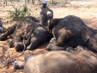 Νεκροί 87 ελέφαντες από λαθροκυνηγούς στ...