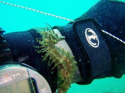 Παρουσίαση από την Φωτογραφική Λέσχη Πάτ...