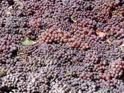 Στον ΣΕΒ Πελοποννήσου και Δυτικής Ελλάδο...