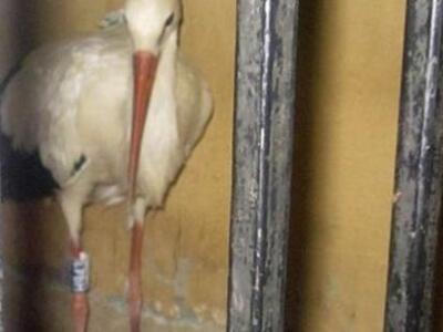 Αίγυπτος: Πελαργός κατηγορήθηκε για κατασκοπεία!