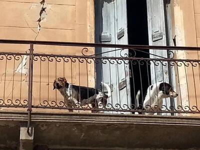 Αίγιο: Το "έξυπνο" καταφύγιο δ...