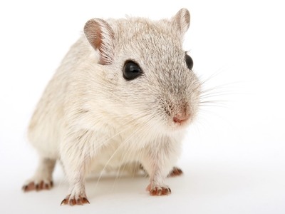 Κινέζικη αστρολογία - Η χρονιά του ποντι...