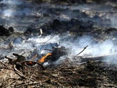 Πυροσβεστική: Στο μισό οι καμένες εκτάσε...