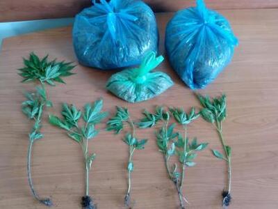 Συνελήφθη 41χρονος καλλιεργητής ναρκωτικ...