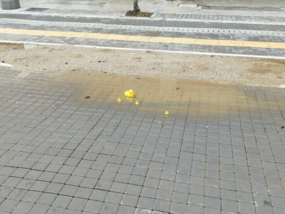 Πάτρα: Βγήκαν... παπάκια στη "λιμνο...