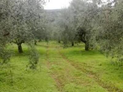 Αχαϊα: Η ΕΡΓΟΣΕ ξαναβγάζει στο σφυρί 17....