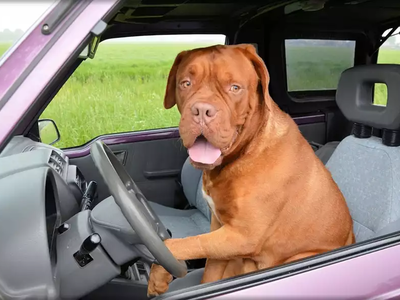 «Δεν οδηγούσα εγώ, αλλά ο σκύλος»: Η εμπ...