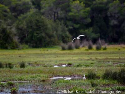 Απολαμβάνουν τη ζωή τους στο δάσος της Καλόγριας