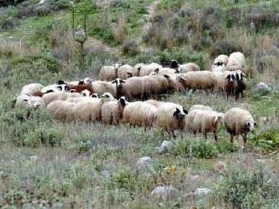 Δυτική Ελλάδα: Μέτρα προστασίας από τον ...