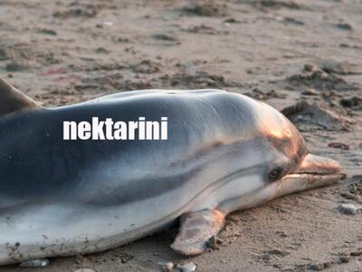Σοκ: Νεκρό δελφίνι στις "Δάφνες&quo...