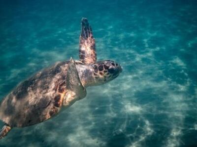 Ζάκυνθος: Ο παράδεισος της χελώνας καρέτα-καρέτα 