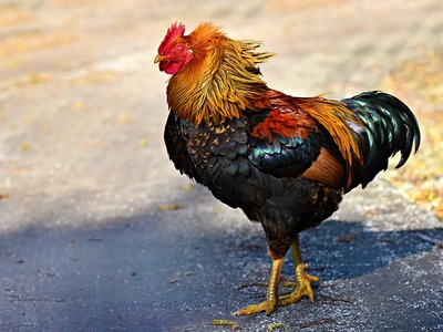 Ο κόκορας είναι αθώος! Ο Μορρίς θα συνεχ...