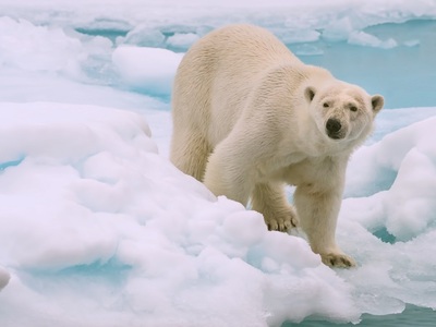 Δανία: Πολική αρκούδα σκοτώθηκε από ηλεκ...