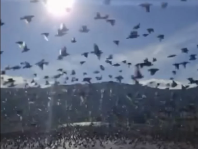 Εύβοια: Σμήνος από εκατοντάδες ψαρόνια σ...