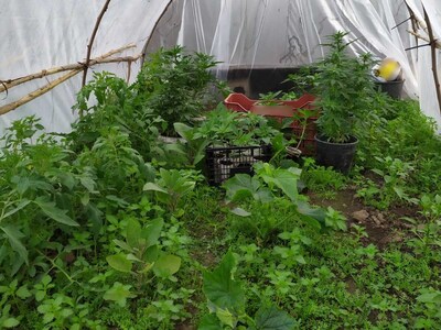 Συνελήφθη καλλιεργητής ναρκωτικών σε περ...